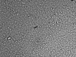 Microscope image of milk (9.5 MByte video (https://vision.eng.shu.ac.uk/jan/milk.avi))