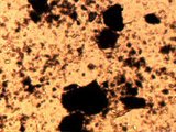 Microscope image (FOV width 1 mm) of eucaryote (4.8MB video) (https://vision.eng.shu.ac.uk/jan/cells1.avi)