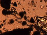 Microscope image (FOV width 500 um) (6.7MB video) (https://vision.eng.shu.ac.uk/jan/cells2.avi)