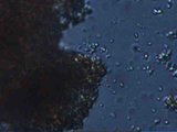Microscope image (FOV width 100 um) of eucaryote (12.6MB video) (https://vision.eng.shu.ac.uk/jan/cells3.avi)