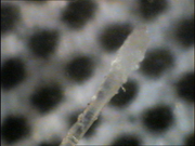 Micro-camera image of a hair on top of a laser printout
