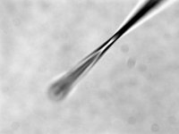 Pipette imaged by inverted microscope