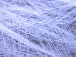 A bird's feather (reflected light, darkfield) (7.2 MByte video (https://vision.eng.shu.ac.uk/jan/feather1.avi), 10.1 MByte video (https://vision.eng.shu.ac.uk/jan/feather2.avi))