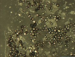 Microscope image of small solder spheres